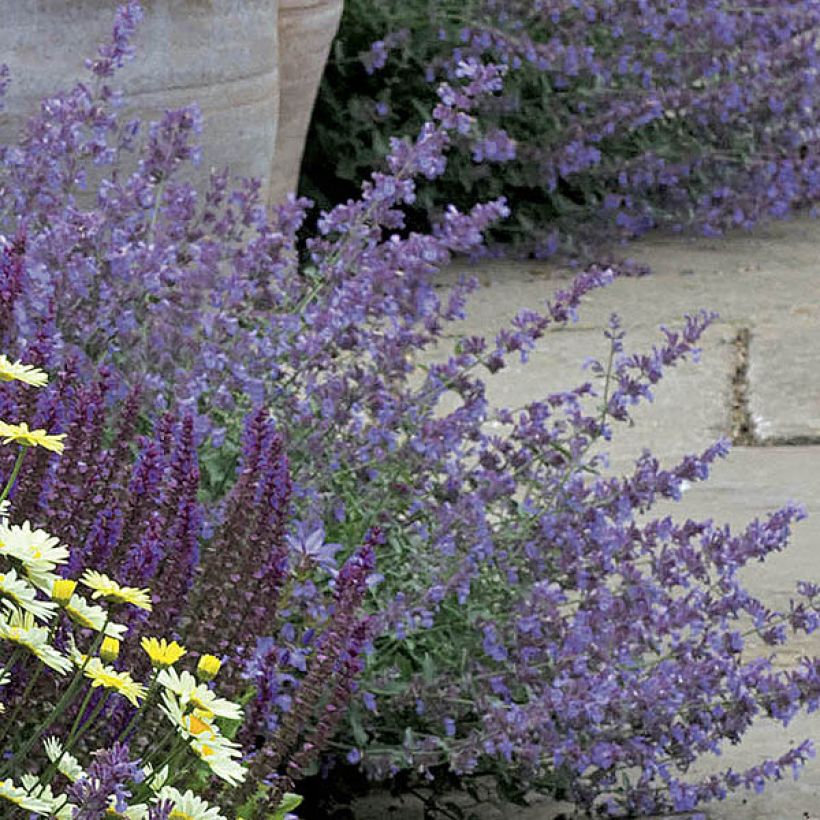 Nepeta faassenii Walkers Low - Kattenkruid (Flowering)