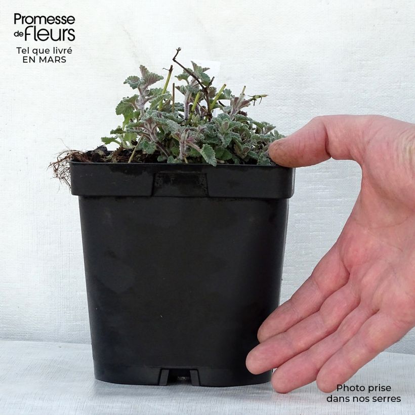 Example of Nepeta faassenii Walkers Low - Kattenkruid Pot van 2 l/3 l as you get in printemps