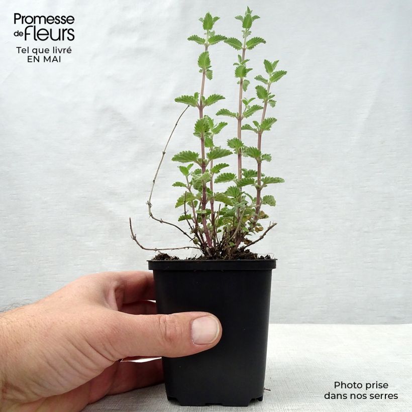 Example of Nepeta faassenii Walkers Low - Kattenkruid Kweekpotje van 8/9 cm as you get in printemps