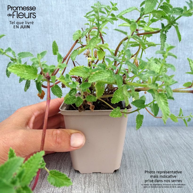 Exemplaar van Nepeta faassenii Walkers Low - Kattenkruid Kweekpotje van 8/9 cm zoals geleverd in de zomer