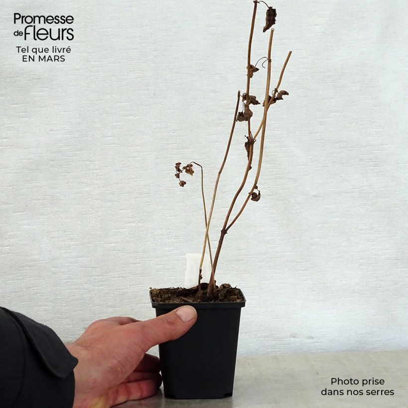 Exemplaar van Nepeta govaniana - Geel kattenkruid Kweekpotje van 8/9 cm zoals geleverd in de lente