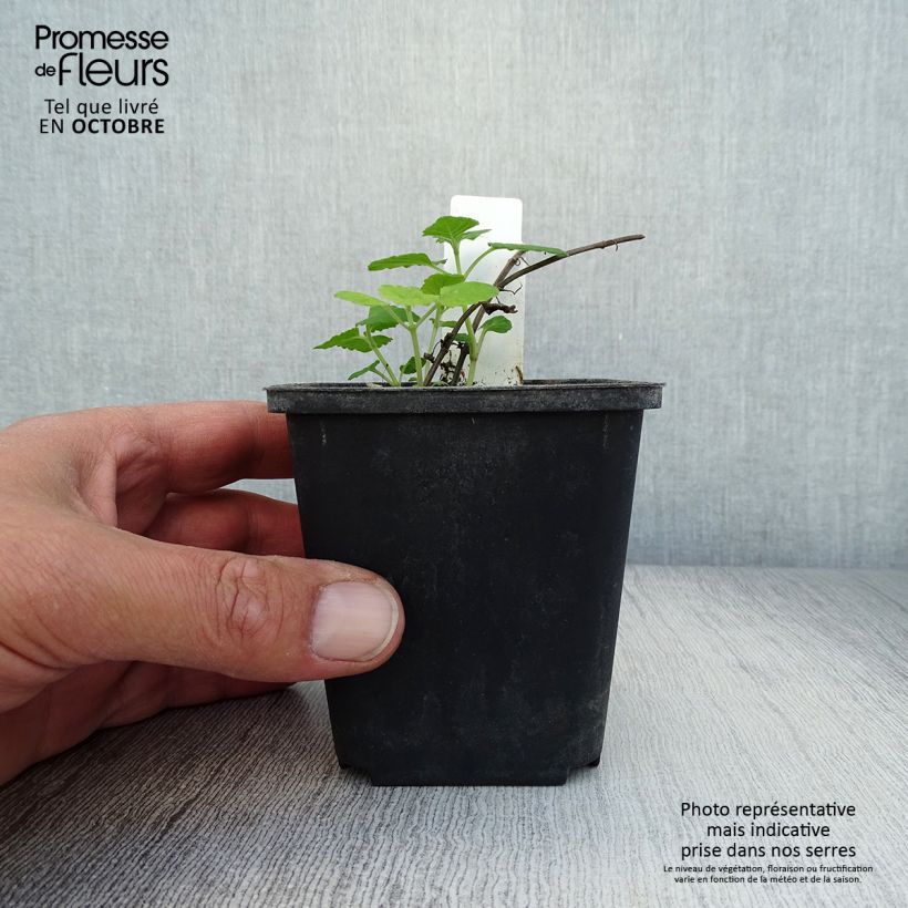 Exemplaar van Nepeta govaniana - Geel kattenkruid Kweekpotje van 8/9 cm zoals geleverd in de herfst