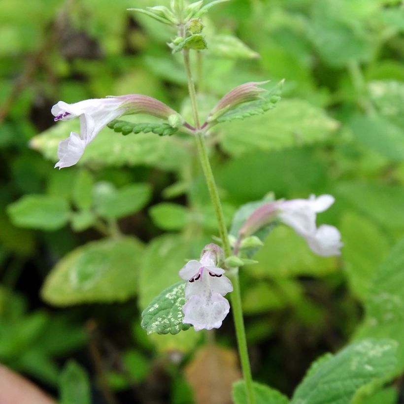 Nepeta grandiflora Dawn to Dusk - Kattenkruid (Bloei)