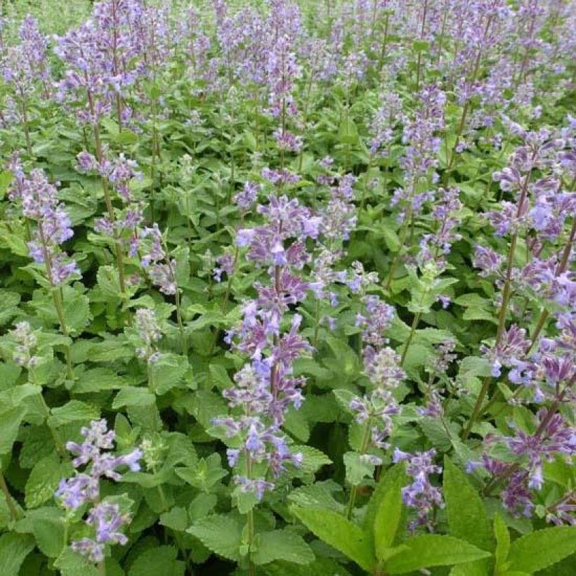 Nepeta grandiflora Summer Magic - Kattenkruid (Bloei)