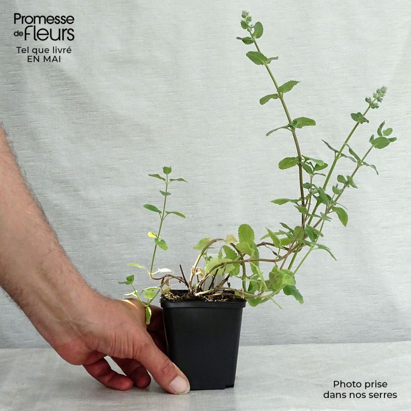 Exemplaar van Nepeta grandiflora Summer Magic - Kattenkruid Kweekpotje van 8/9 cm zoals geleverd in de lente