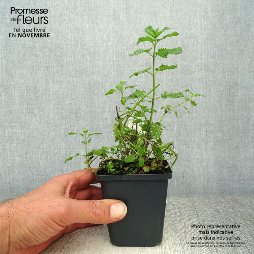 Exemplaar van Nepeta grandiflora Summer Magic - Kattenkruid Kweekpotje van 8/9 cm zoals geleverd in de herfst