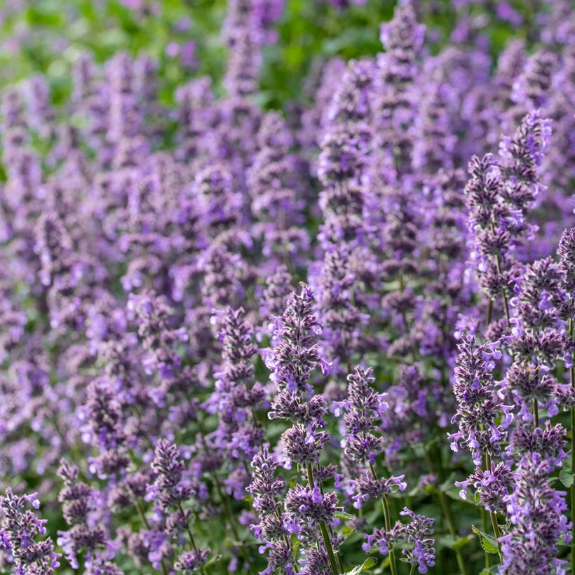 Nepeta grandiflora Summer Magic - Kattenkruid (Bloei)