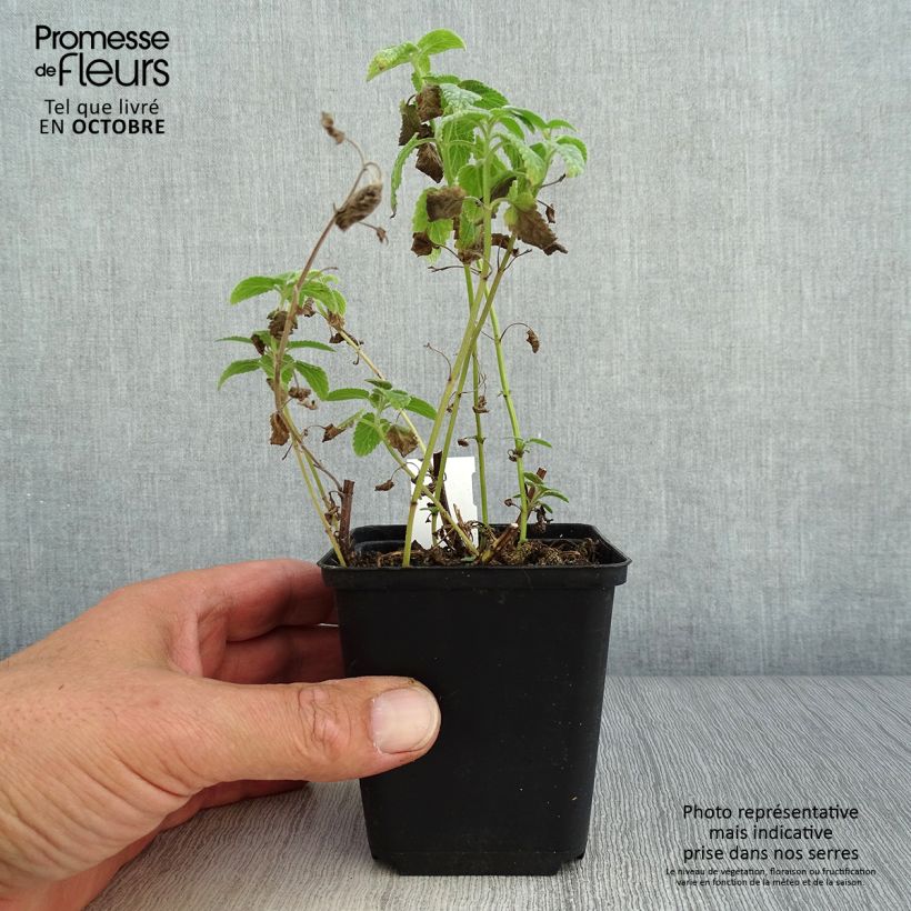Exemplaar van Nepeta grandiflora Wild Cat - Kattenkruid Kweekpotje van 8/9 cm zoals geleverd in de herfst