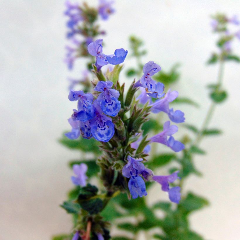 Nepeta grandiflora Zinser's Giant - Kattenkruid (Bloei)