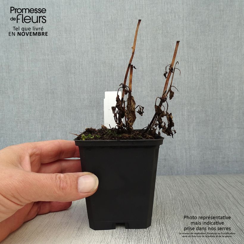 Exemplaar van Nepeta kubanica - Kattenkruid Kweekpotje van 8/9 cm zoals geleverd in de herfst