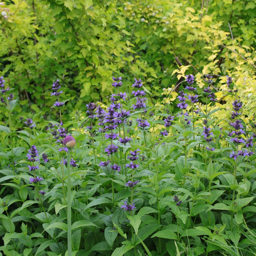 Nepeta kubanica - Kattenkruid (Groeiplaats)