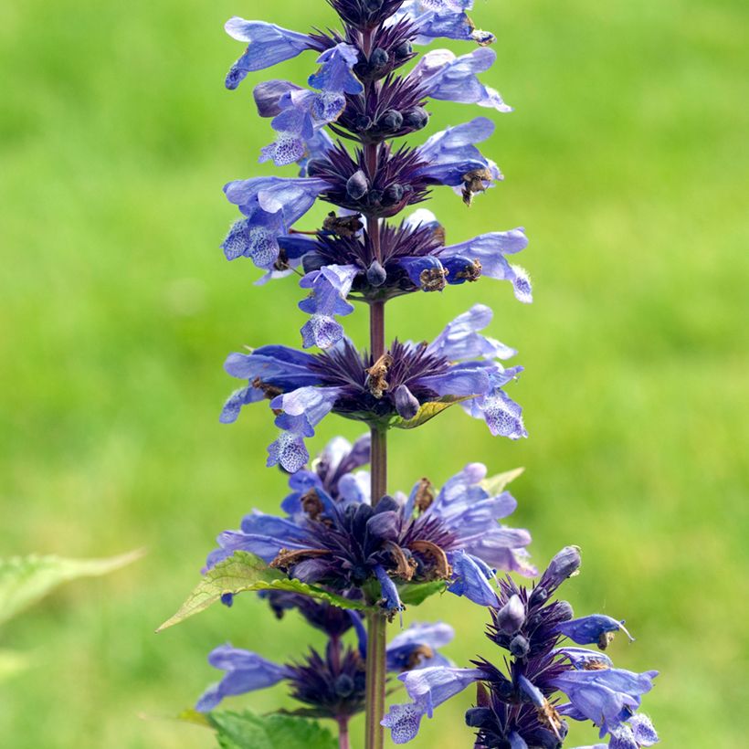 Nepeta kubanica - Kattenkruid (Bloei)
