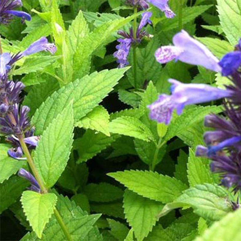 Nepeta manchuriensis Manchu Blue - Kattenkruid (Blad)