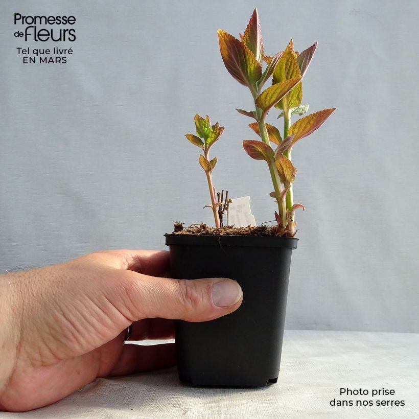 Exemplaar van Nepeta manchuriensis Manchu Blue - Kattenkruid Kweekpotje van 8/9 cm zoals geleverd in de lente