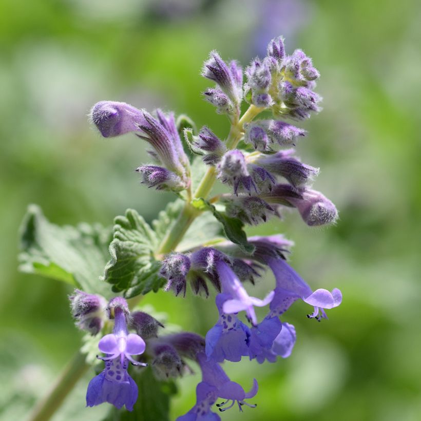 Nepeta manchuriensis Manchu Blue - Kattenkruid (Bloei)