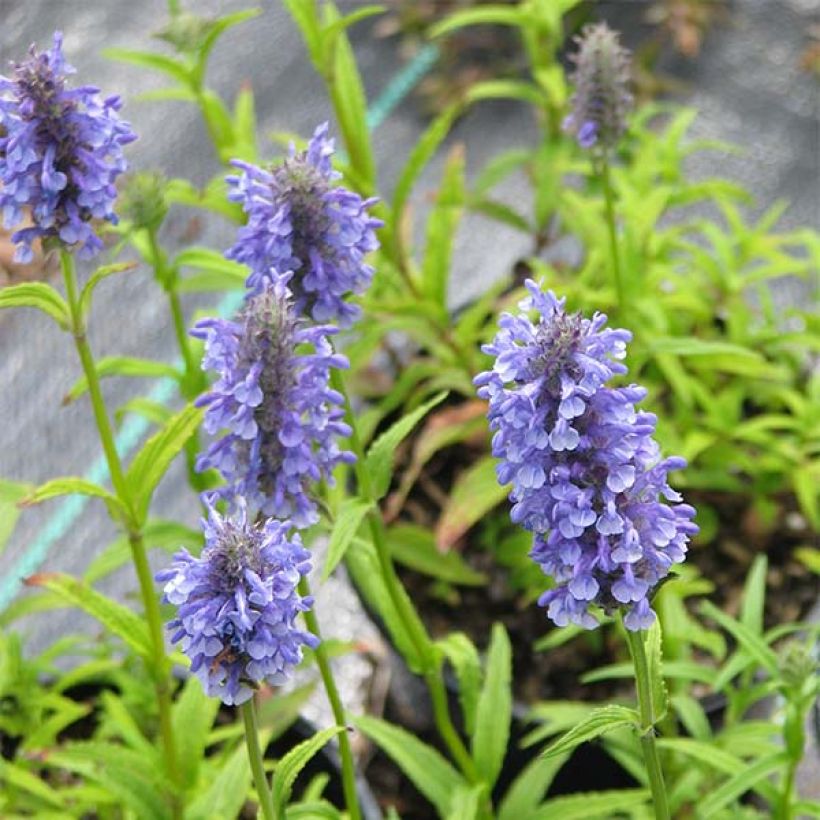 Nepeta nervosa - Kattenkruid (Bloei)