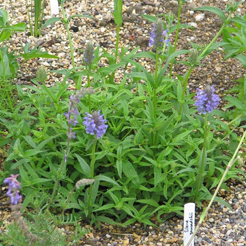 Nepeta nervosa - Kattenkruid (Groeiplaats)