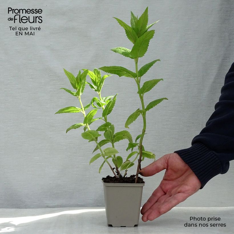 Exemplaar van Nepeta nervosa Neptune - Kattenkruid Kweekpotje van 8/9 cm zoals geleverd in de lente