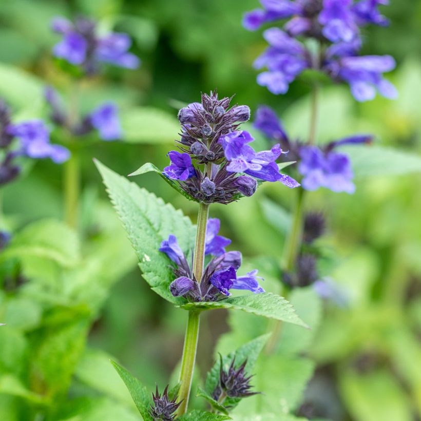 Nepeta nervosa Neptune - Kattenkruid (Bloei)