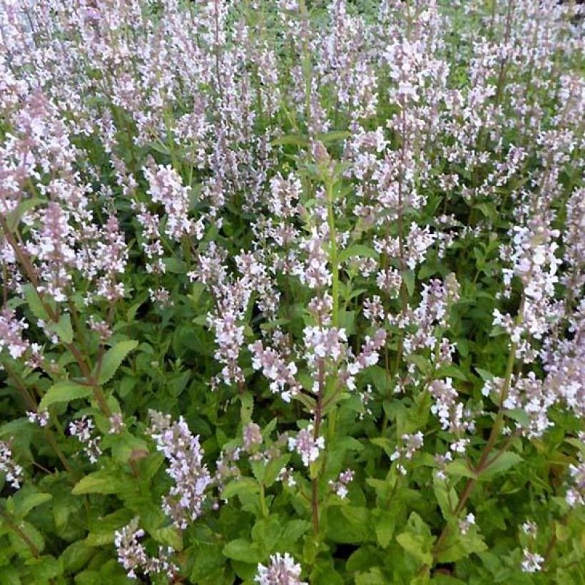Nepeta nuda Anne's Choice - Kattenkruid (Groeiplaats)