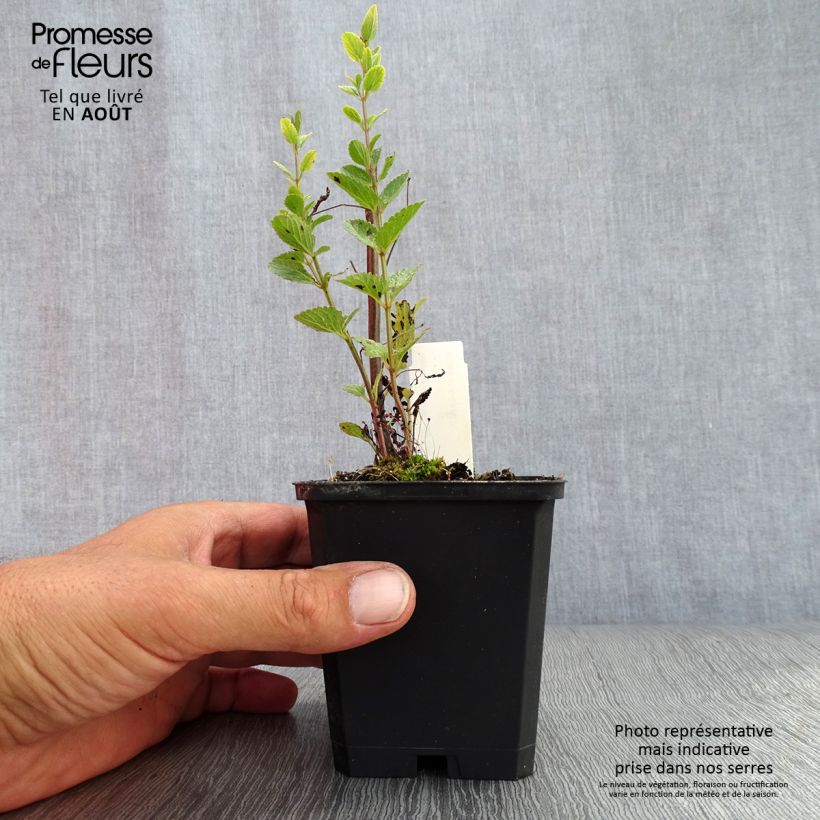 Exemplaar van Nepeta nuda Purple Cat - Kattenkruid Kweekpotje van 8/9 cm zoals geleverd in de zomer