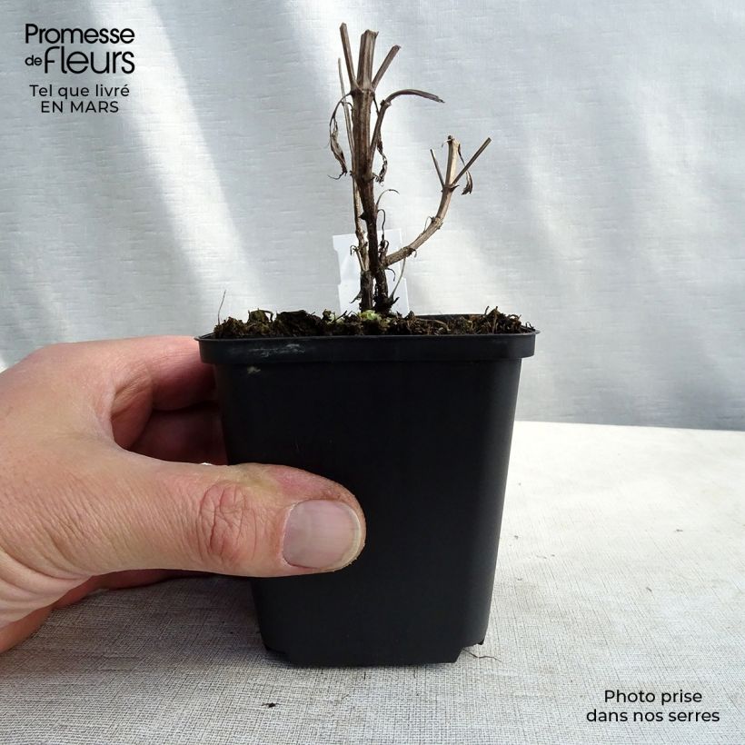 Exemplaar van Nepeta nuda Purple Cat - Kattenkruid Kweekpotje van 8/9 cm zoals geleverd in de lente