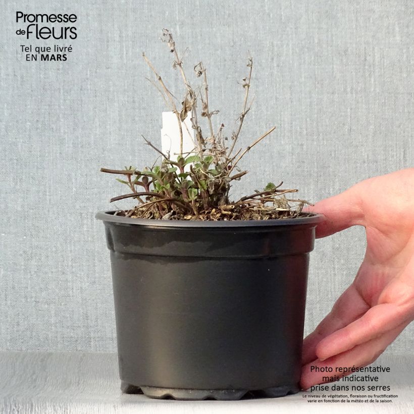 Exemplaar van Nepeta racemosa Grog - Kattenkruid Pot van 2 l/3 l zoals geleverd in de lente