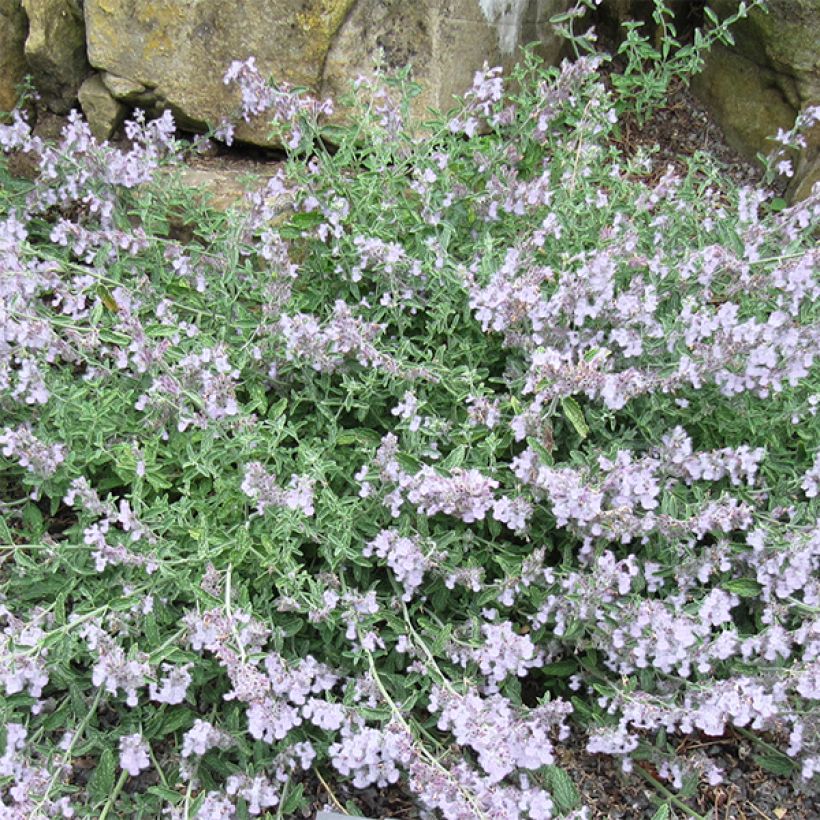 Nepeta racemosa Snowflake - Kattenkruid (Bloei)