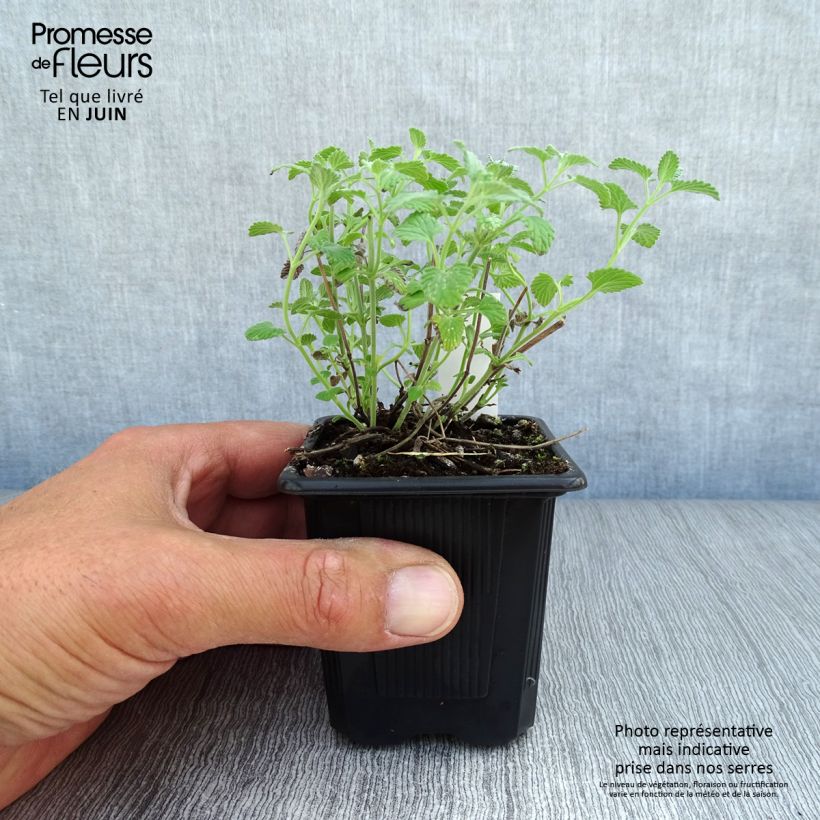 Exemplaar van Nepeta racemosa Snowflake - Kattenkruid Kweekpotje van 8/9 cm zoals geleverd in de zomer