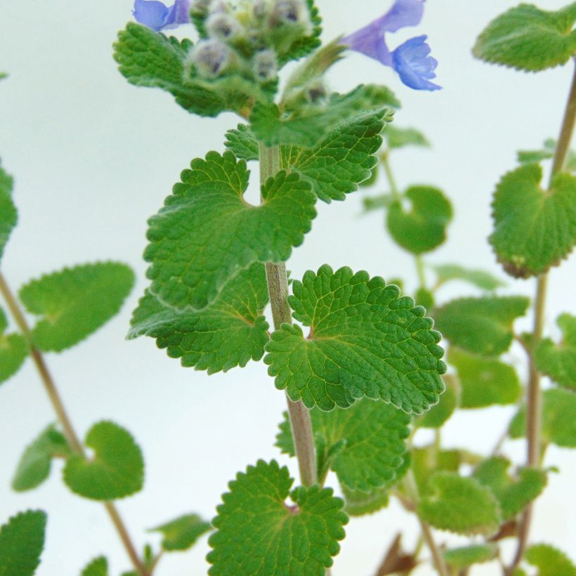 Nepeta racemosa Superba - Kattenkruid (Blad)