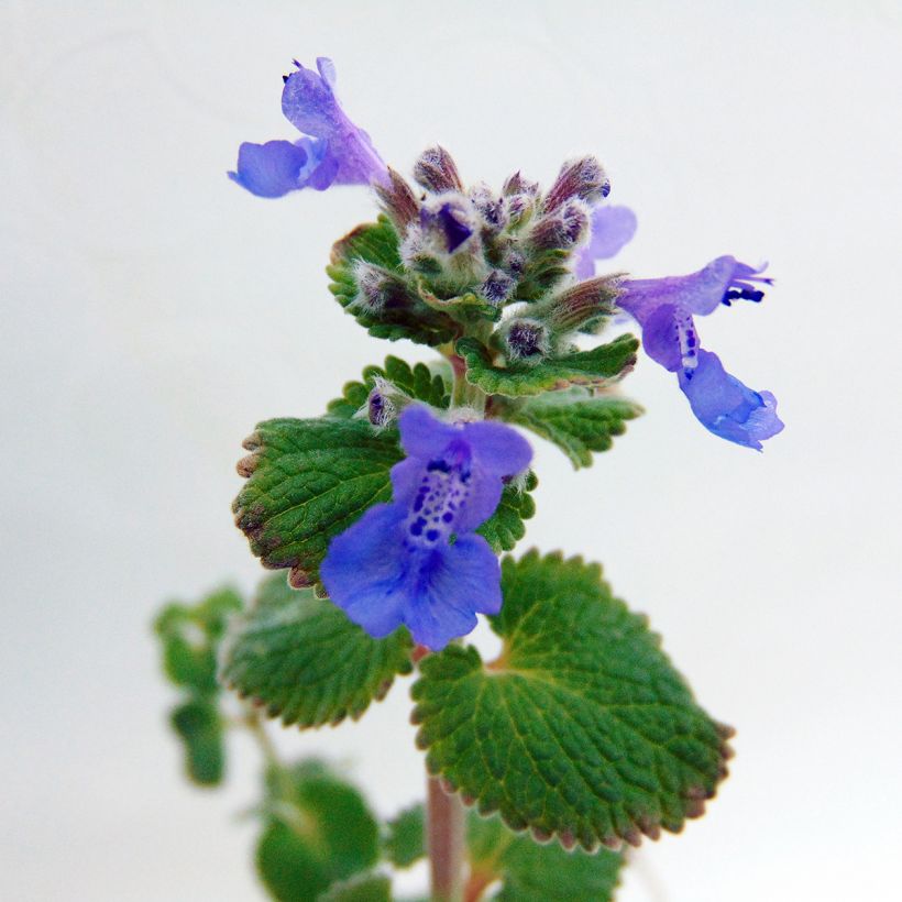 Nepeta racemosa Superba - Kattenkruid (Bloei)