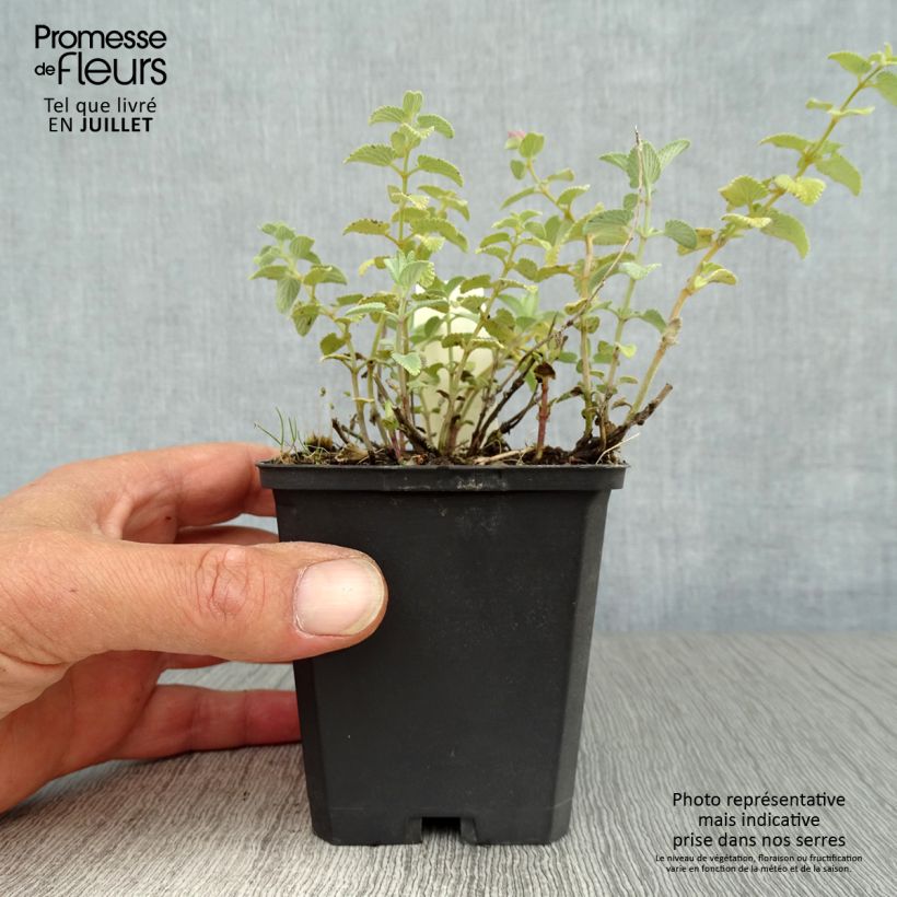 Exemplaar van Nepeta racemosa Superba - Kattenkruid Kweekpotje van 8/9 cm zoals geleverd in de zomer