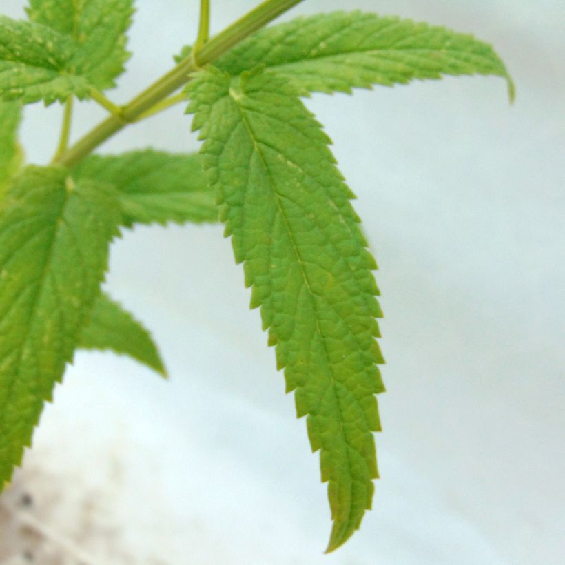 Nepeta sibirica Souvenir d Andre Chaudron - Siberisch kattenkruid (Blad)