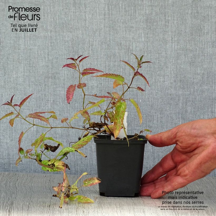 Exemplaar van Nepeta sibirica Souvenir d Andre Chaudron - Siberisch kattenkruid Kweekpotje van 8/9 cm zoals geleverd in de zomer