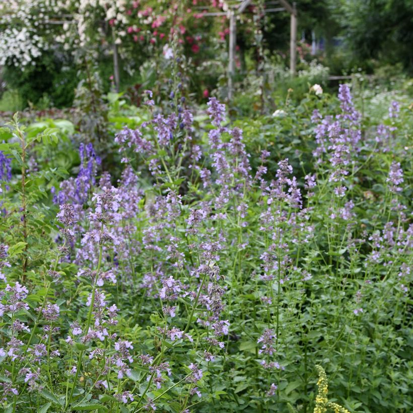 Nepeta subsessilis - Kattenkruid (Groeiplaats)