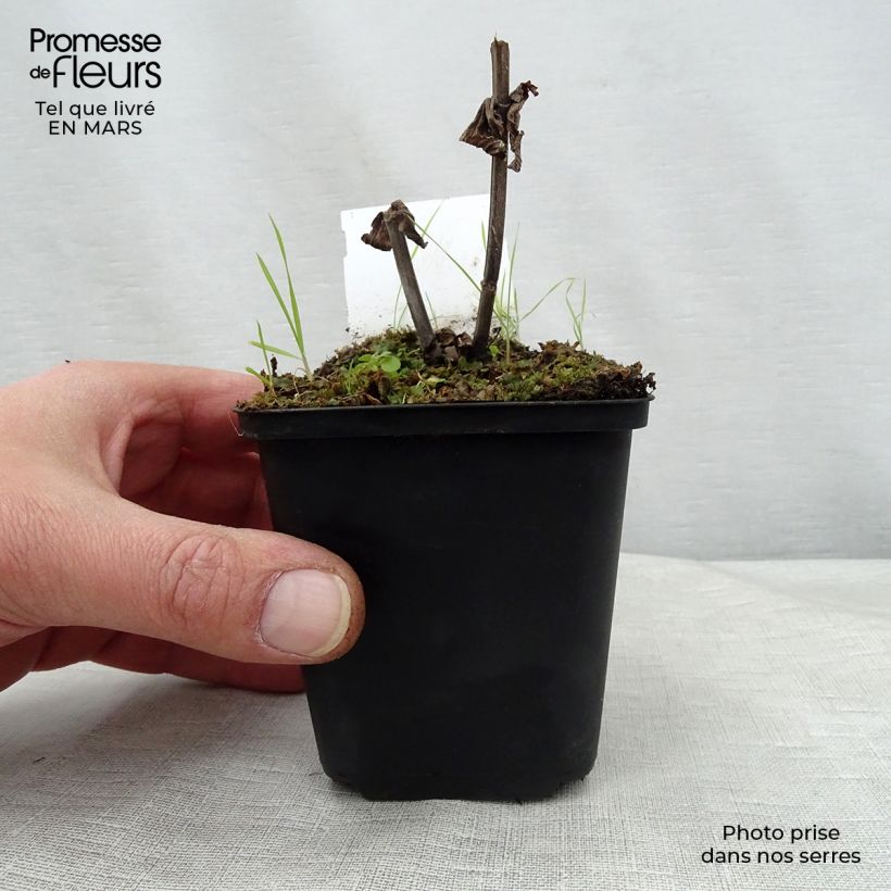 Exemplaar van Nepeta subsessilis Laufen - Kattenkruid Kweekpotje van 8/9 cm zoals geleverd in de lente