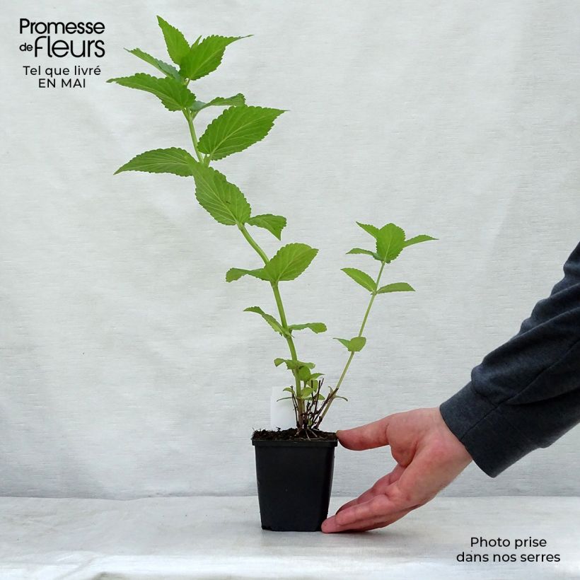 Exemplaar van Nepeta subsessilis Sweet Dreams - Kattenkruid Kweekpotje van 8/9 cm zoals geleverd in de lente