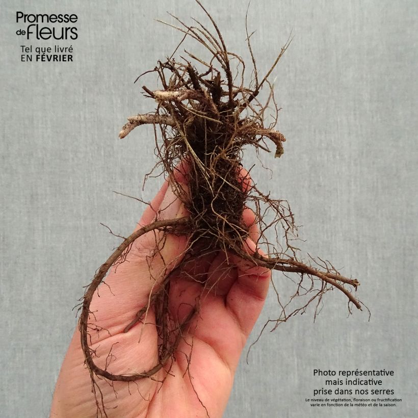 Exemplaar van Nepeta Dropmore - Kattenkruid Naakte wortel zoals geleverd in de winter