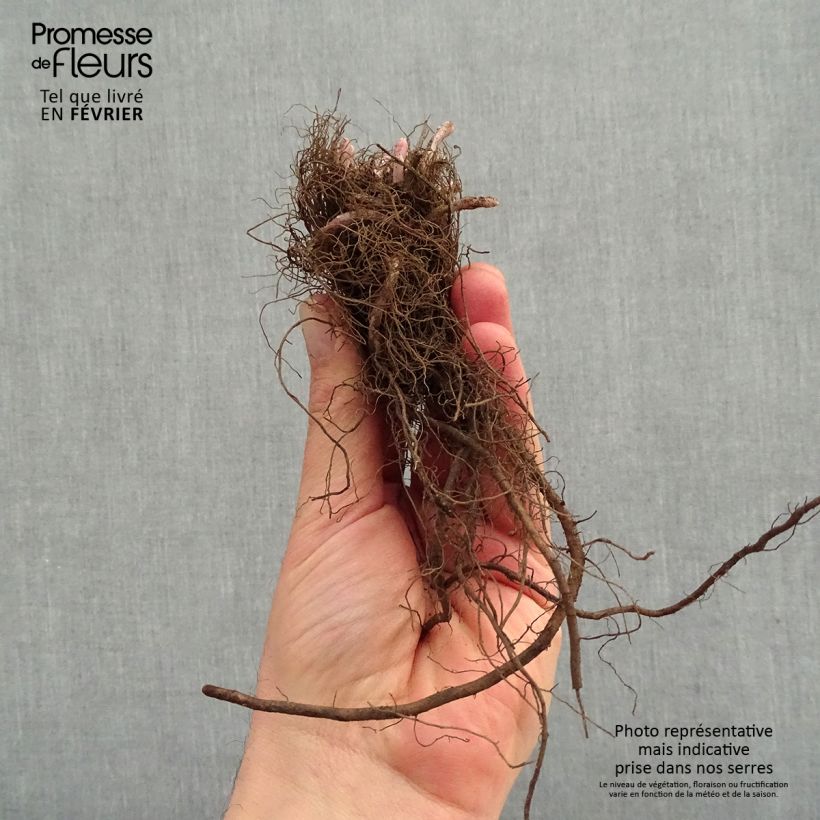 Exemplaar van Nepeta Junior Walker - Kattenkruid Naakte wortel zoals geleverd in de winter