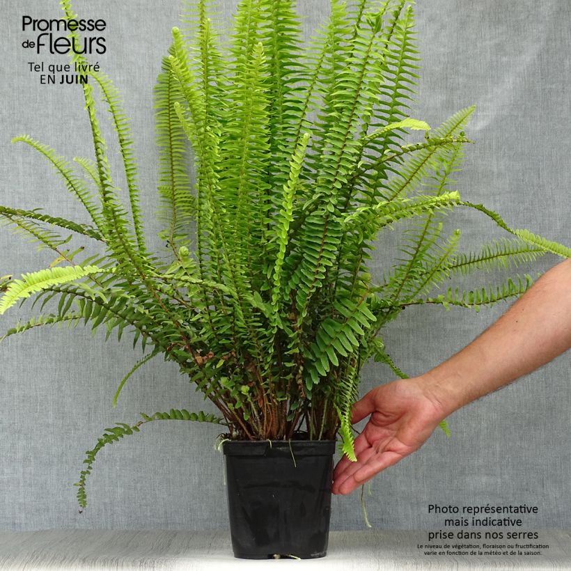 Exemplaar van Nephrolepis cordifolia Artic Jungle - Krulvaren Pot van 2 l/3 l zoals geleverd in de zomer