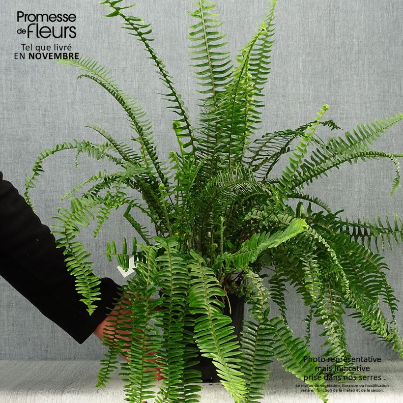 Exemplaar van Nephrolepis cordifolia Artic Jungle - Krulvaren Pot van 2 l/3 l zoals geleverd in de herfst