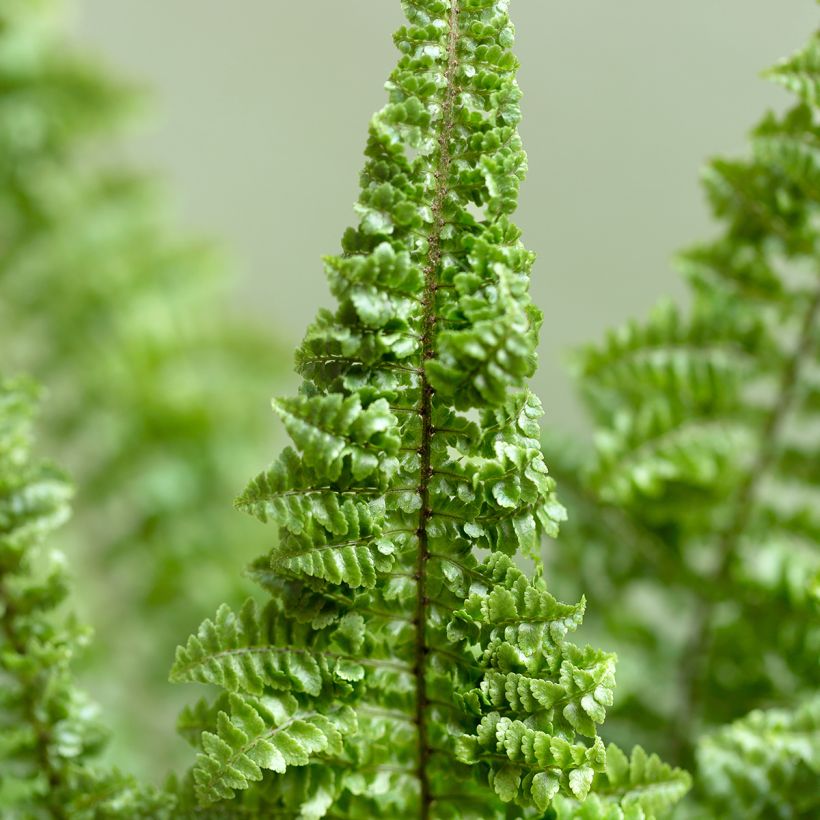 Nephrolepis exaltata Cotton Candy - Fougère de Boston (Blad)