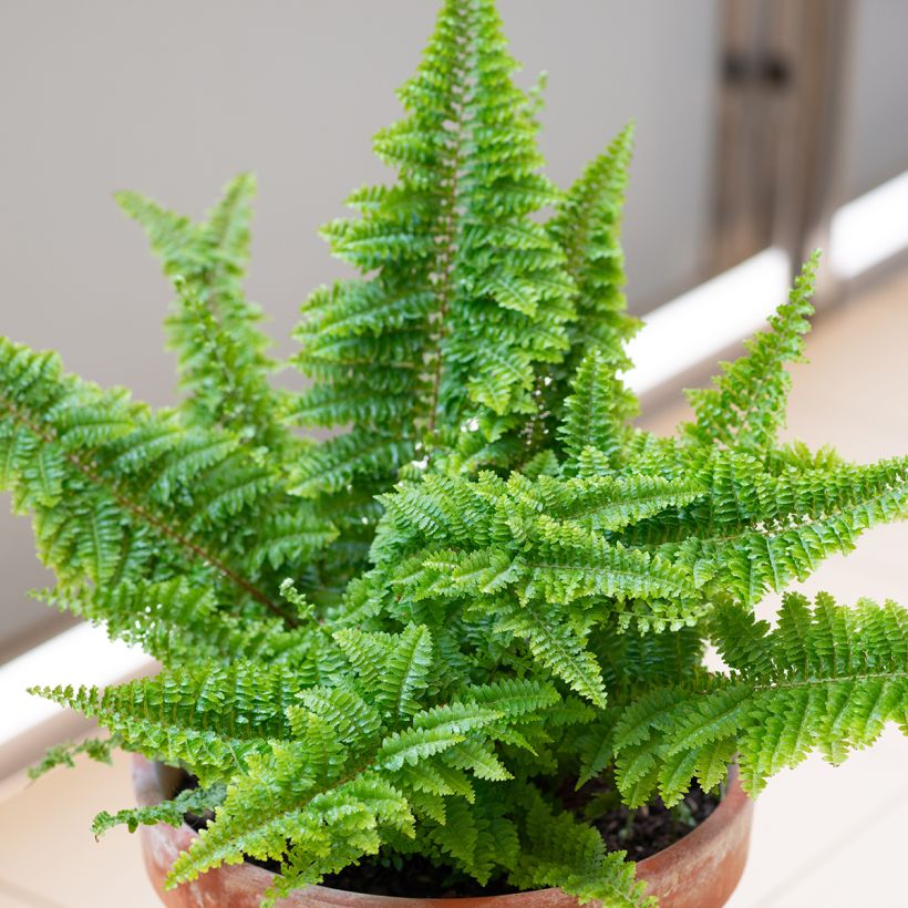 Nephrolepis exaltata Cotton Candy - Fougère de Boston (Groeiplaats)