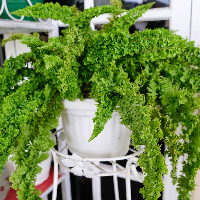 Nephrolepis exaltata Fluffy Ruffle - Fougère de Boston (Groeiplaats)