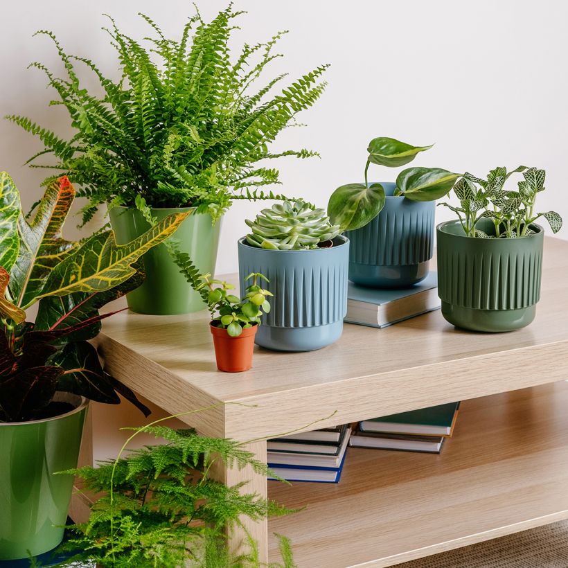 Nephrolepis exaltata Green Fantasy - Fougère de Boston (Groeiplaats)