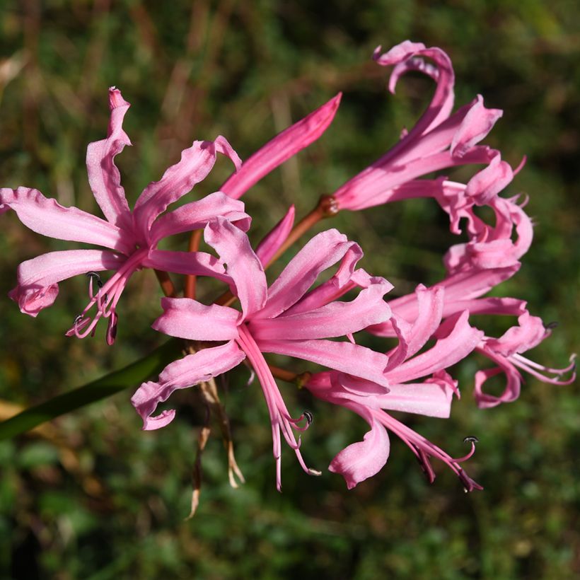 Nerine bowdenii Amandi - Kliplelie (Bloei)