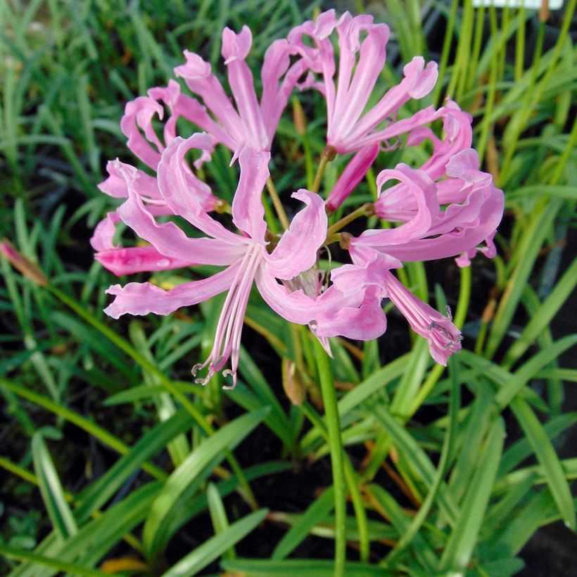 Nerine undulata - Kliplelie (Bloei)