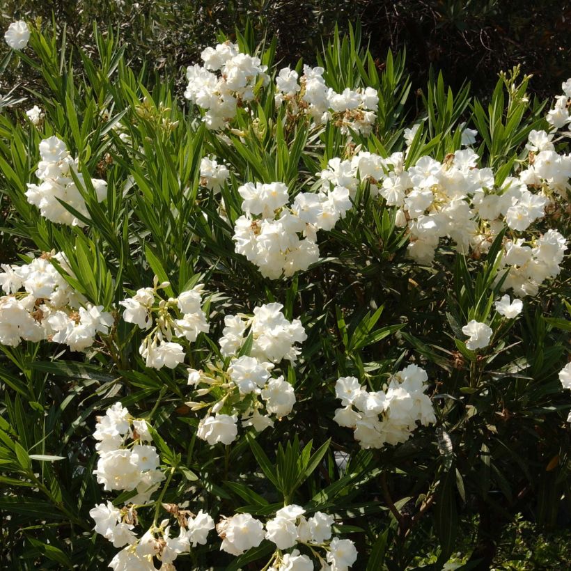 Nerium oleander Wit - Oleander (Plant habit)