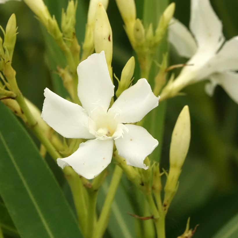 Nerium oleander Wit - Oleander (Bloei)