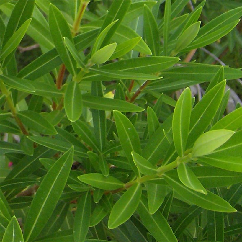 Nerium oleander Rood Dubbel - Oleander (Foliage)
